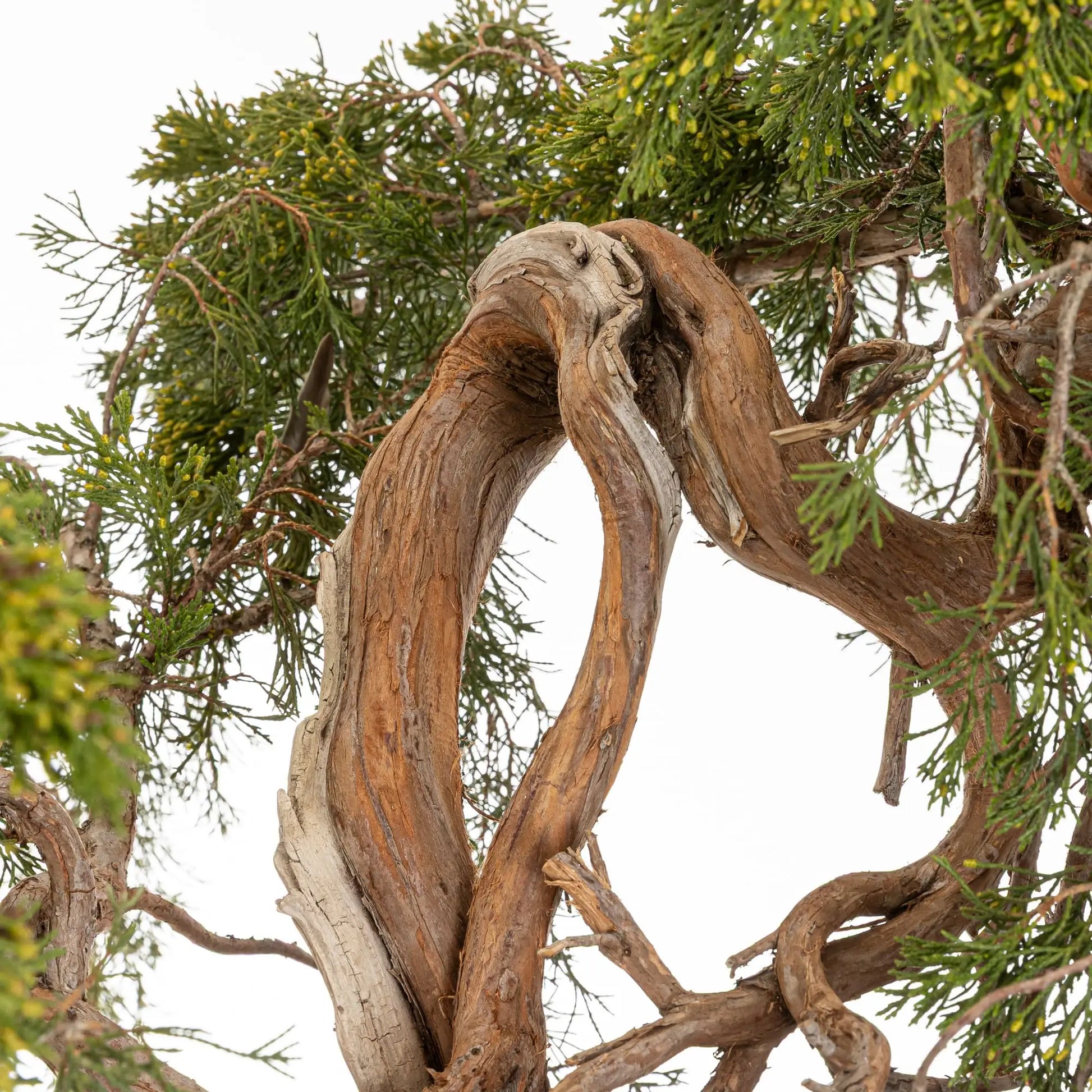 Curvas de ramas de juniperus sabina con varios sharis a lo largo del tronco.