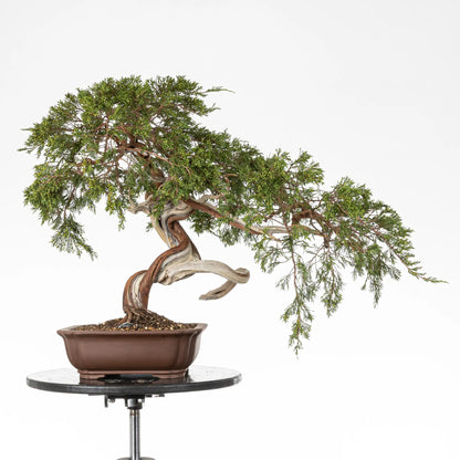 Bonsai yamadori de juniperus sabina en tamaño dai y estilo moyogi