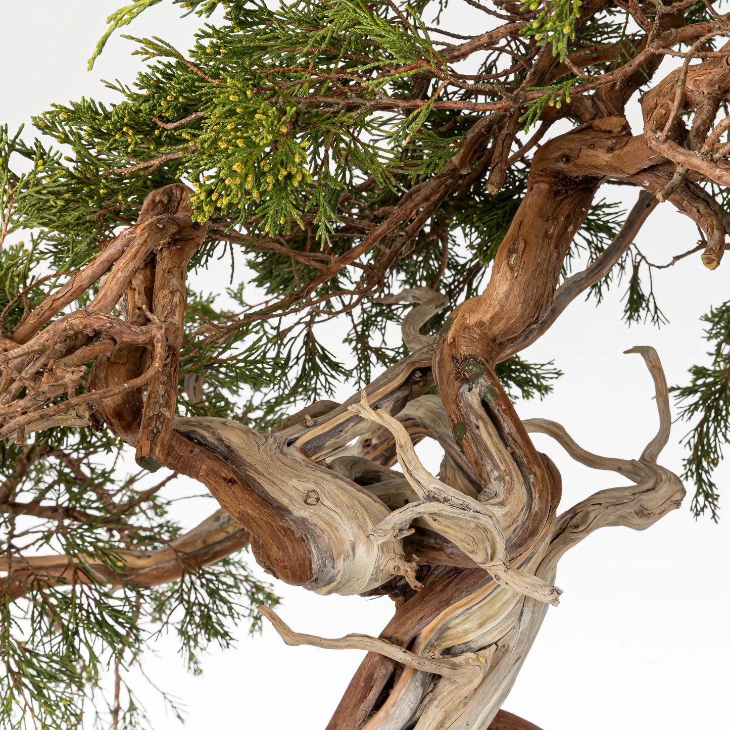 Detalle de bonsai yamadori de juniperus sabina