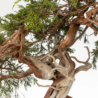 Detalle de bonsai yamadori de juniperus sabina