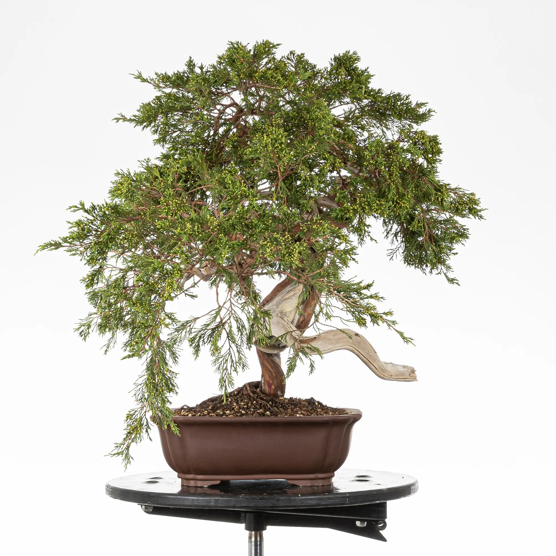 Cara derecha de bonsai yamadori de juniperus sabina