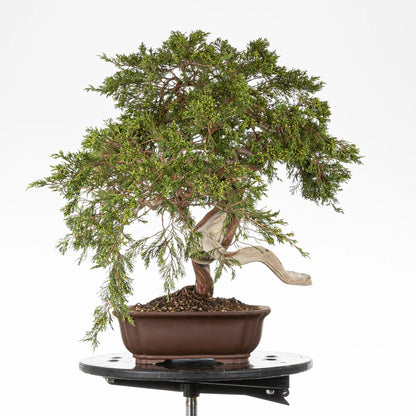 Cara derecha de bonsai yamadori de juniperus sabina
