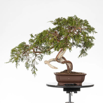Cara trasera de bonsai yamadori de juniperus sabina
