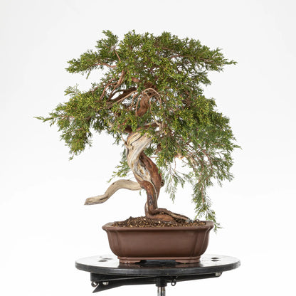 Cara izquierda de bonsai yamadori de juniperus sabina