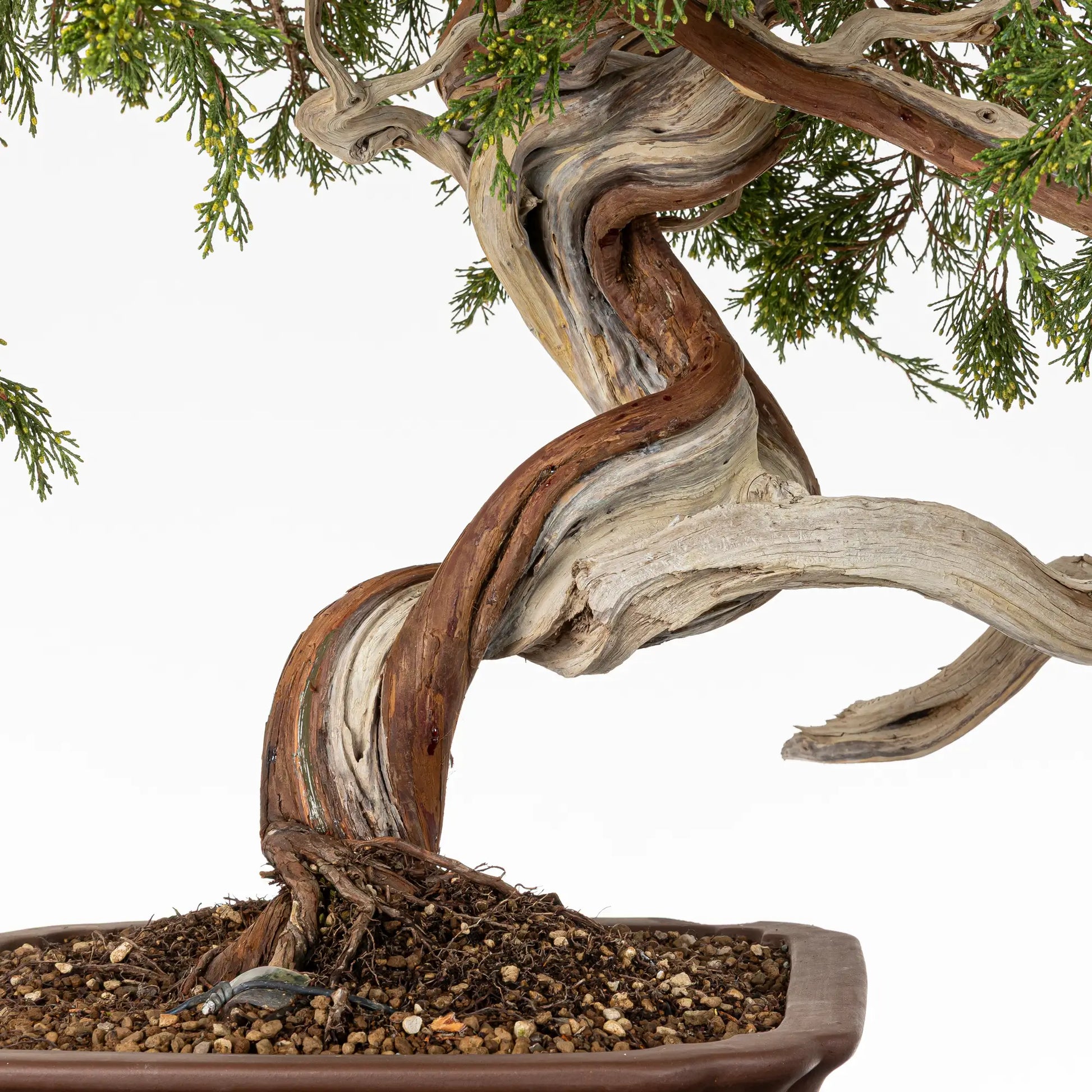 Detalle de curvas, venas, sharis y jines de bonsai yamadori de juniperus sabina