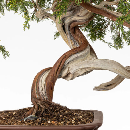 Detalle de curvas, venas, sharis y jines de bonsai yamadori de juniperus sabina
