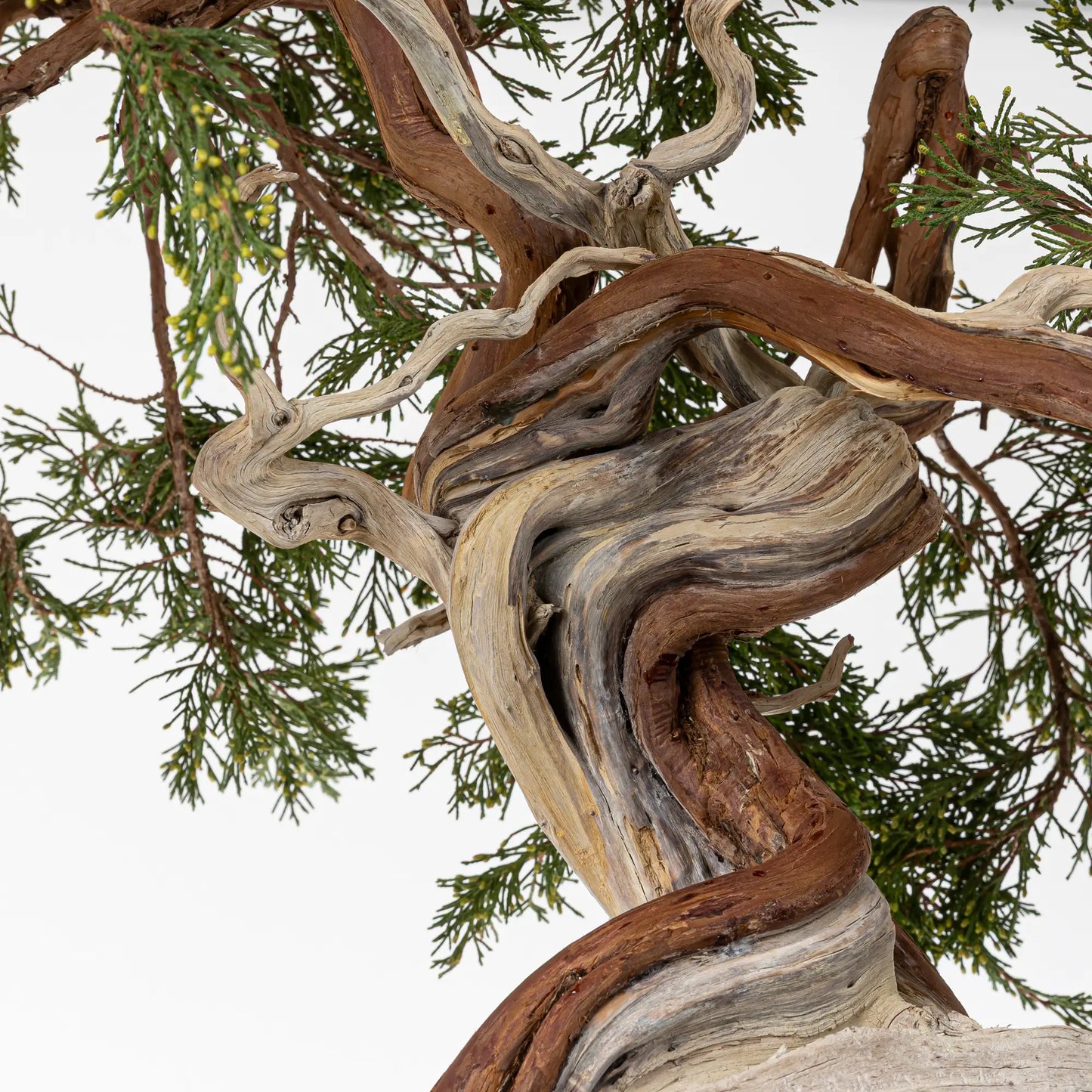 Detalle de sharis y venas de bonsai yamadori de juniperus sabina