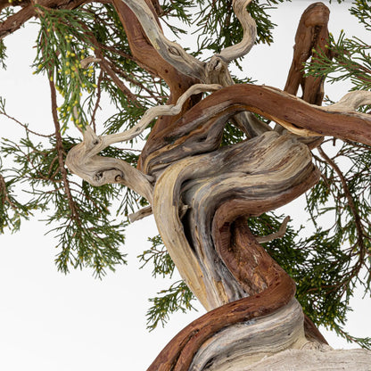 Detalle de sharis y venas de bonsai yamadori de juniperus sabina