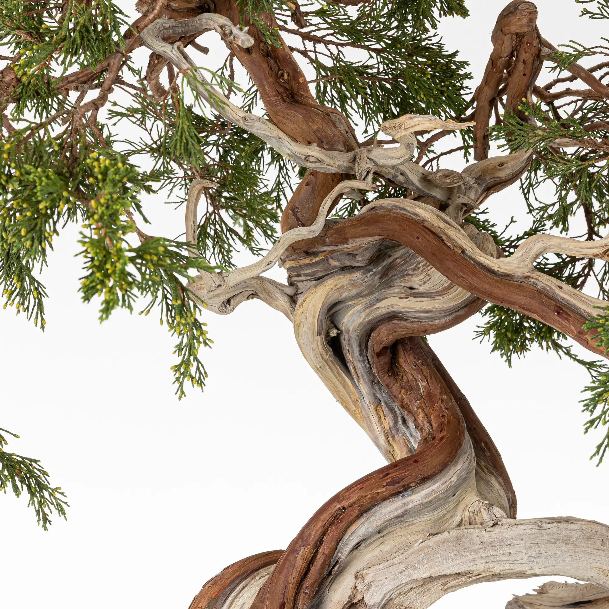 Detalle de sharis y venas de bonsai yamadori de juniperus sabina