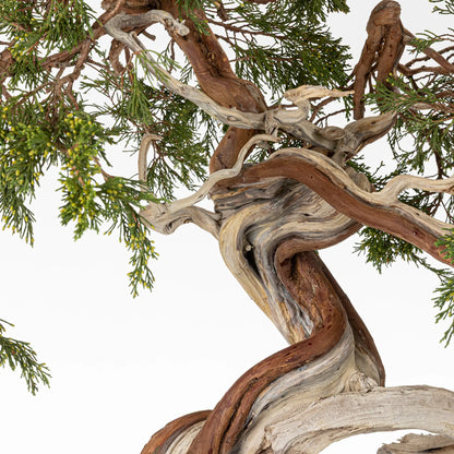 Detalle de sharis y venas de bonsai yamadori de juniperus sabina