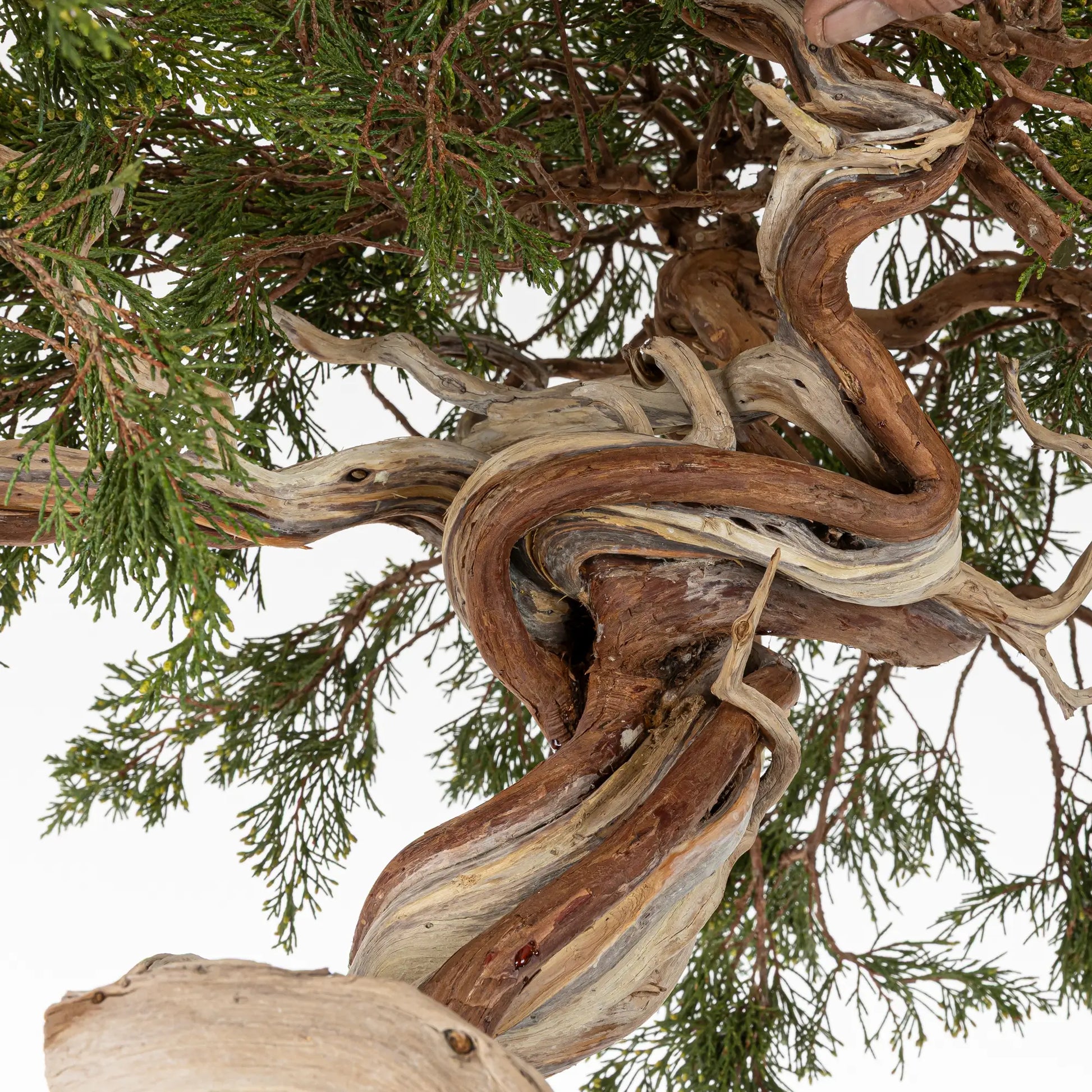 Detalle de venas, sharis y curvas de bonsai yamadori de juniperus sabina.