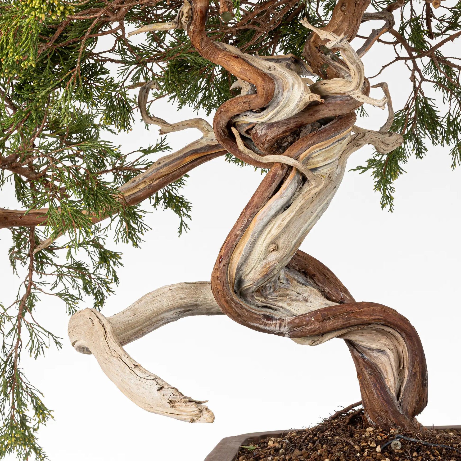Detalle de curvas, venas y sharis de bonsai yamadori de juniperus sabina