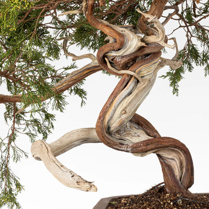 Detalle de curvas, venas y sharis de bonsai yamadori de juniperus sabina