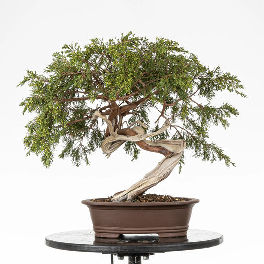 Bonsai yamadori de Juniperus sabina en tamaño chuhin y estilo moyogi
