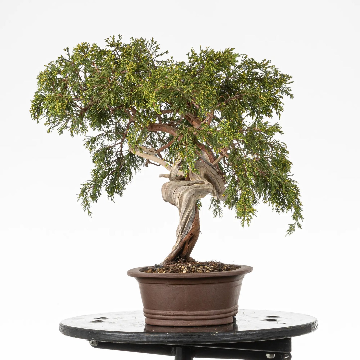 Cara derecha de bonsai yamadori de juniperus sabina