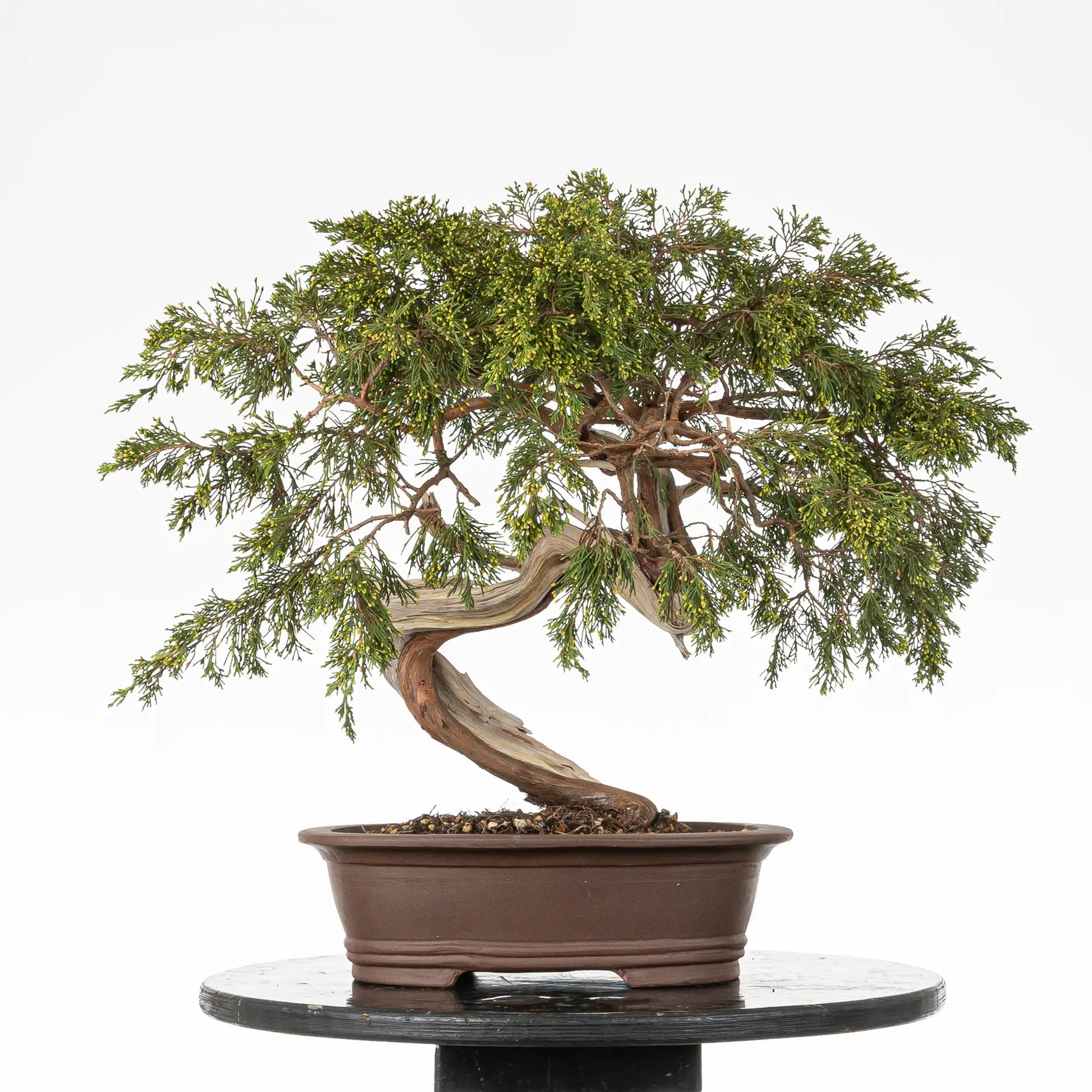 Cara trasera de bonsai yamadori de juniperus sabina