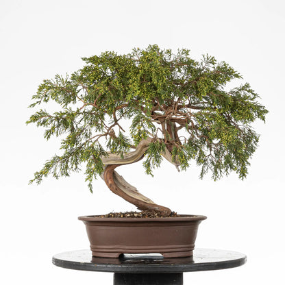 Cara trasera de bonsai yamadori de juniperus sabina
