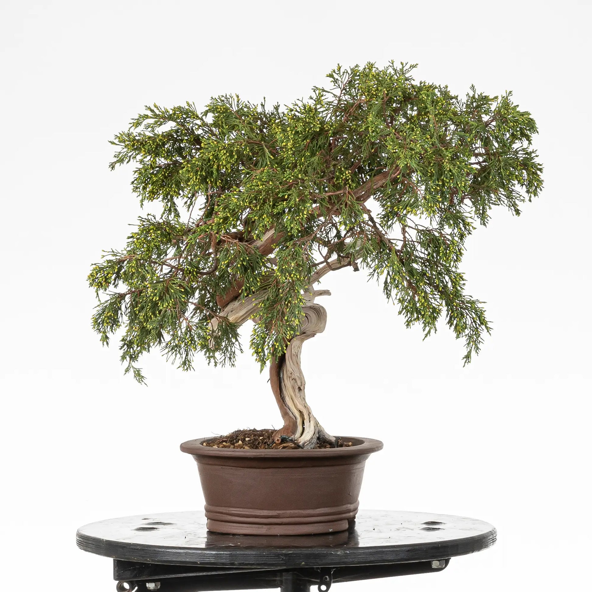 Cara izquierda de bonsai yamadori de juniperus sabina