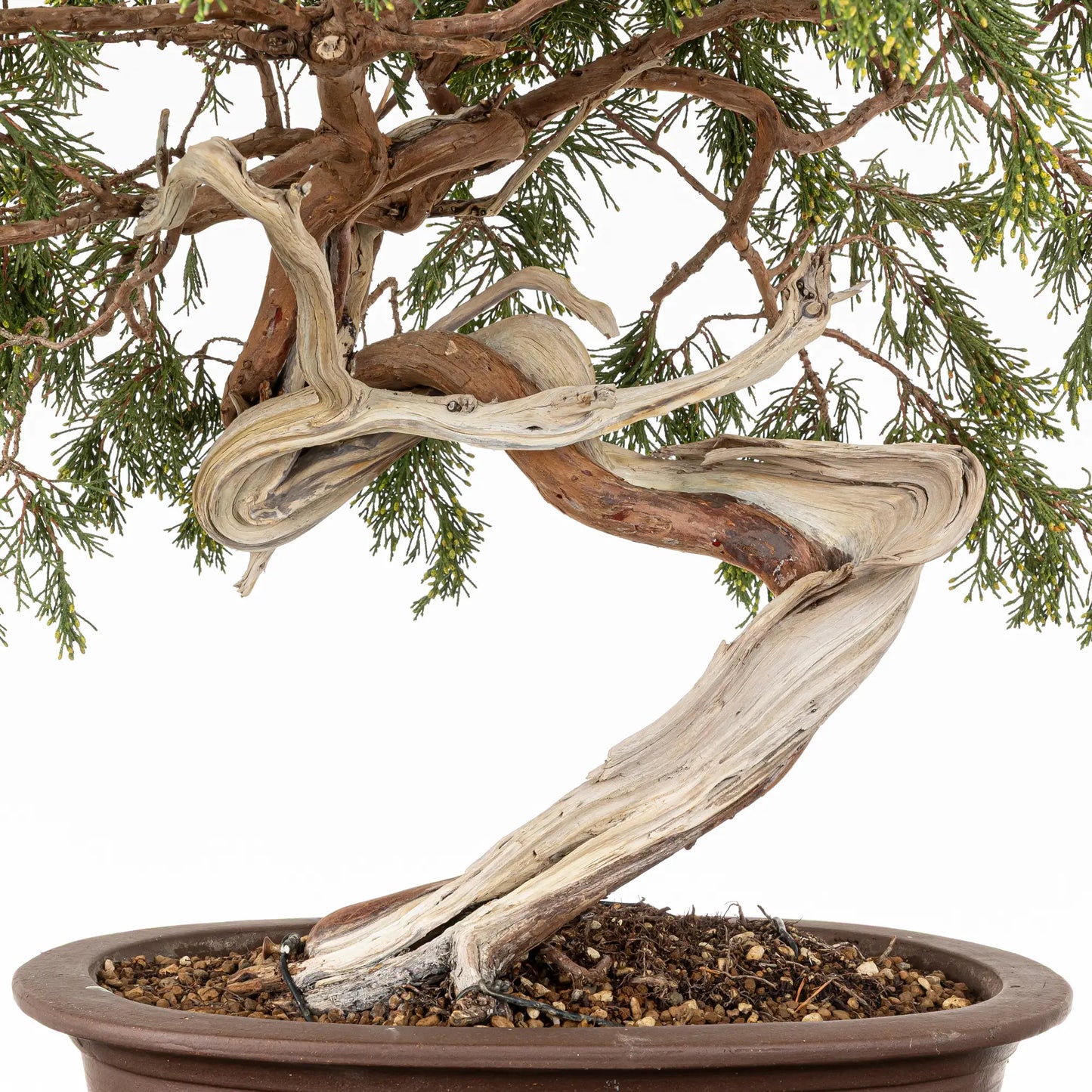 Detalle de tronco, shari, venas, curvas, jines de bonsai yamadori de juniperus sabina