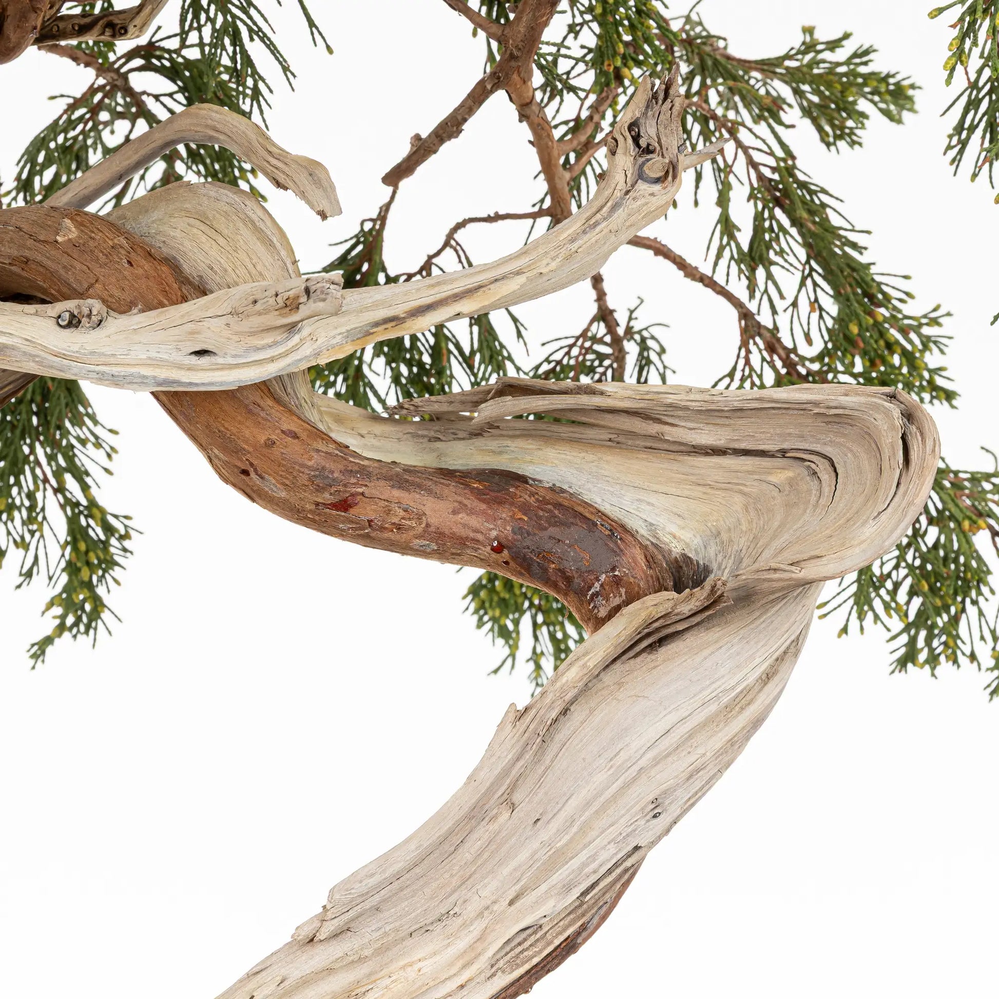 Detalle de tronco, shari, venas, curvas, jines de bonsai yamadori de juniperus sabina