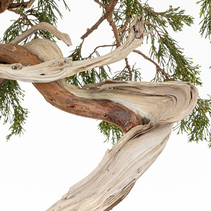 Detalle de tronco, shari, venas, curvas, jines de bonsai yamadori de juniperus sabina