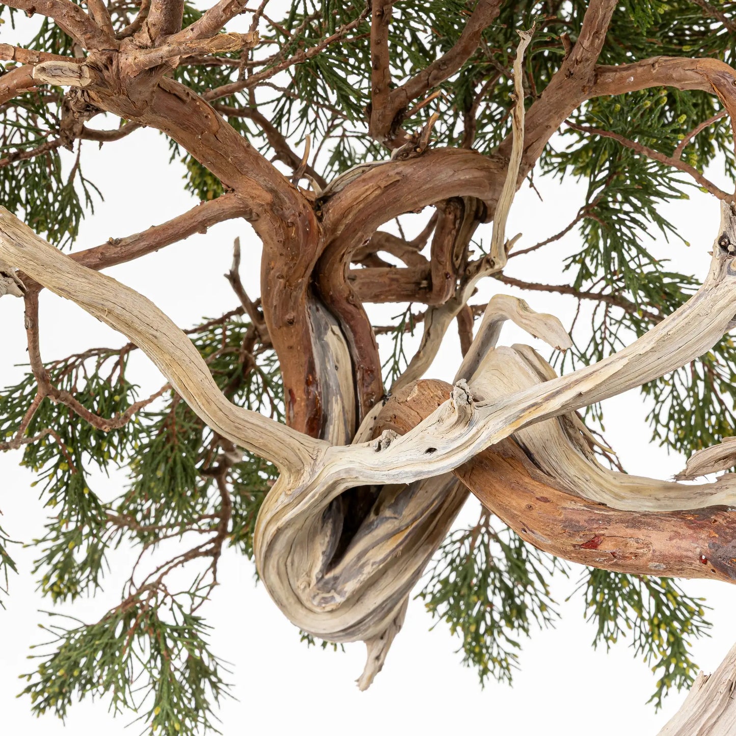 Detalle de tronco, shari, venas, curvas, jines de bonsai yamadori de juniperus sabina