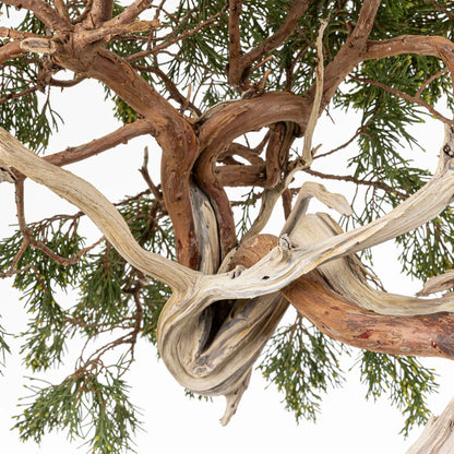 Detalle de tronco, shari, venas, curvas, jines de bonsai yamadori de juniperus sabina