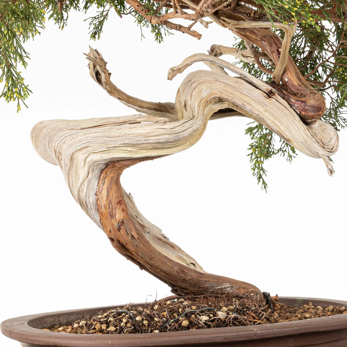 Detalle de tronco, shari, venas, curvas, jines de bonsai yamadori de juniperus sabina