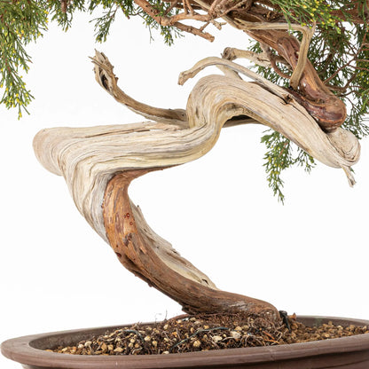 Detalle de tronco, shari, venas, curvas, jines de bonsai yamadori de juniperus sabina