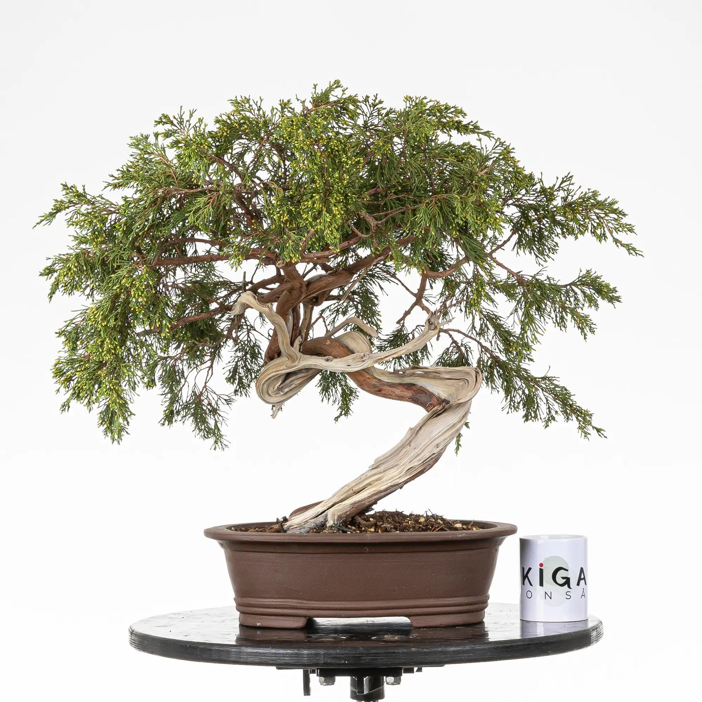 Comparativa de tamaño de bonsai yamadori de juniperus sabina con una taza de café de la tienda ikigai bonsai