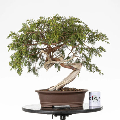 Comparativa de tamaño de bonsai yamadori de juniperus sabina con una taza de café de la tienda ikigai bonsai
