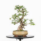 Bonsái- Madre Selva (Lonicera japonica.) - LJ10001