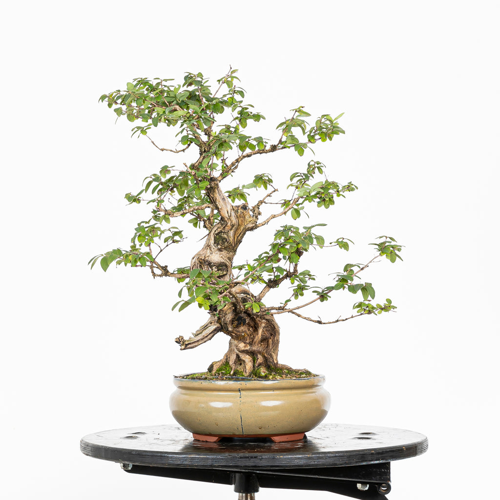 Bonsái- Madre Selva (Lonicera japonica.) - LJ10001