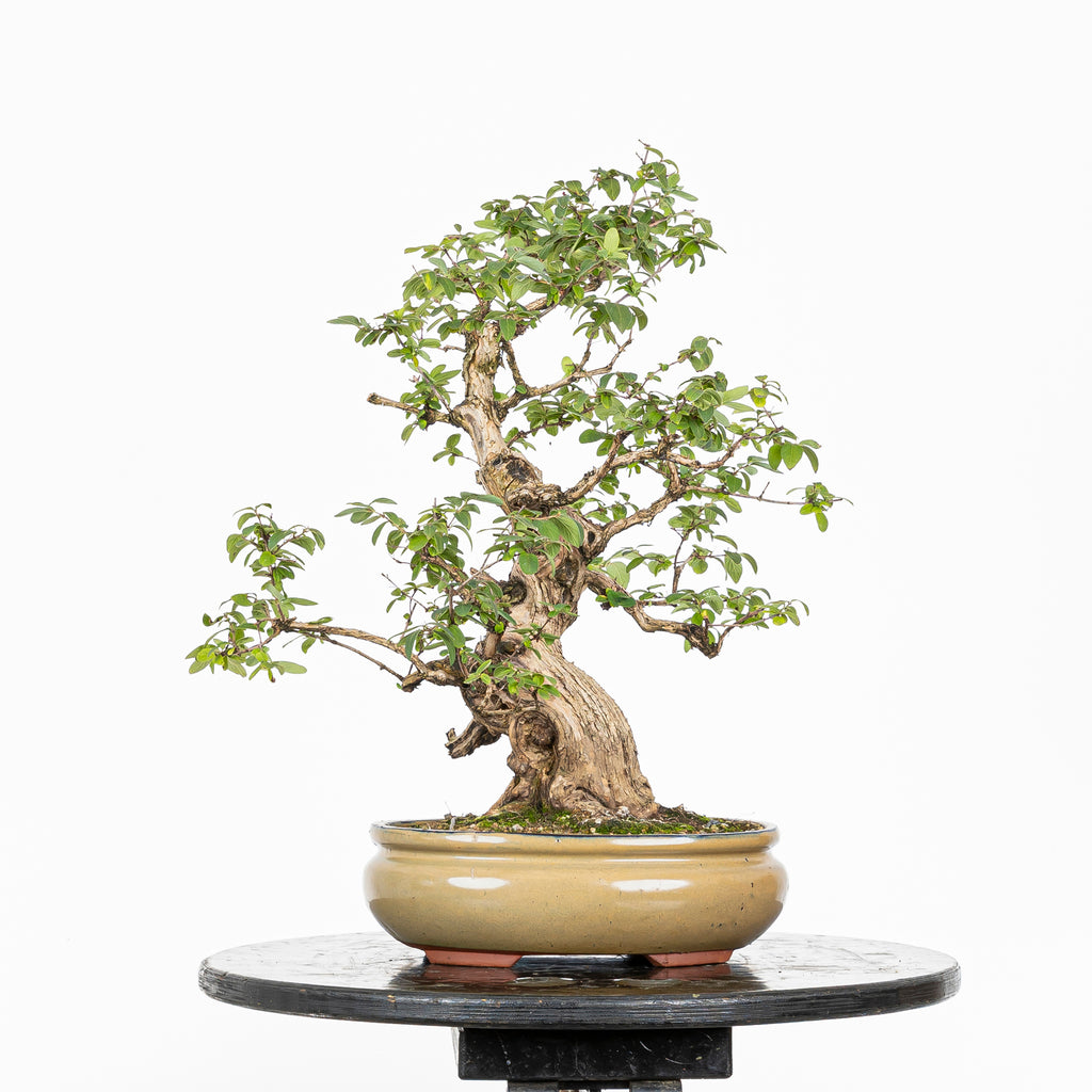 Bonsái- Madre Selva (Lonicera japonica.) - LJ10001