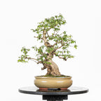 Bonsái- Madre Selva (Lonicera japonica.) - LJ10001