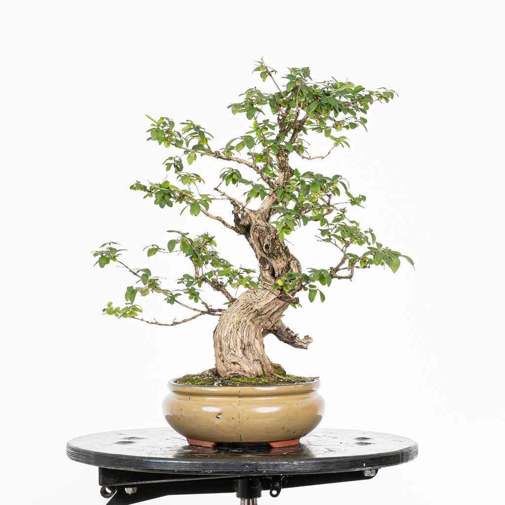 Bonsái- Madre Selva (Lonicera japonica.) - LJ10001