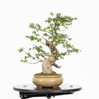 Bonsái- Madre Selva (Lonicera japonica.) - LJ10001