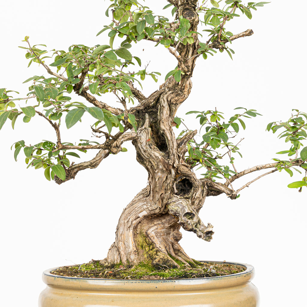 Bonsái- Madre Selva (Lonicera japonica.) - LJ10001