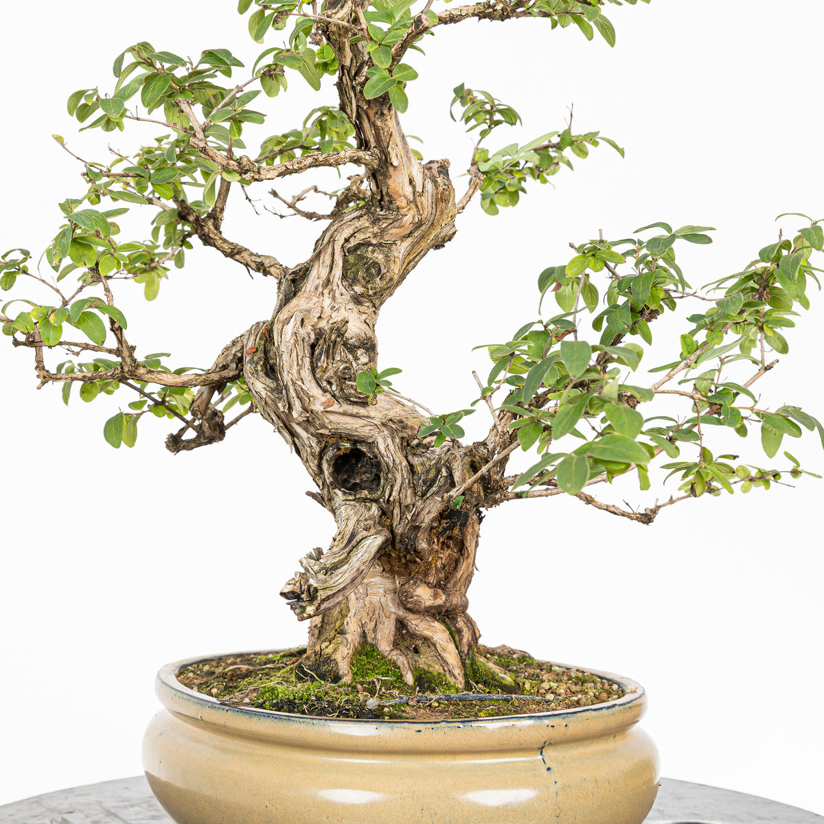 Bonsái- Madre Selva (Lonicera japonica.) - LJ10001