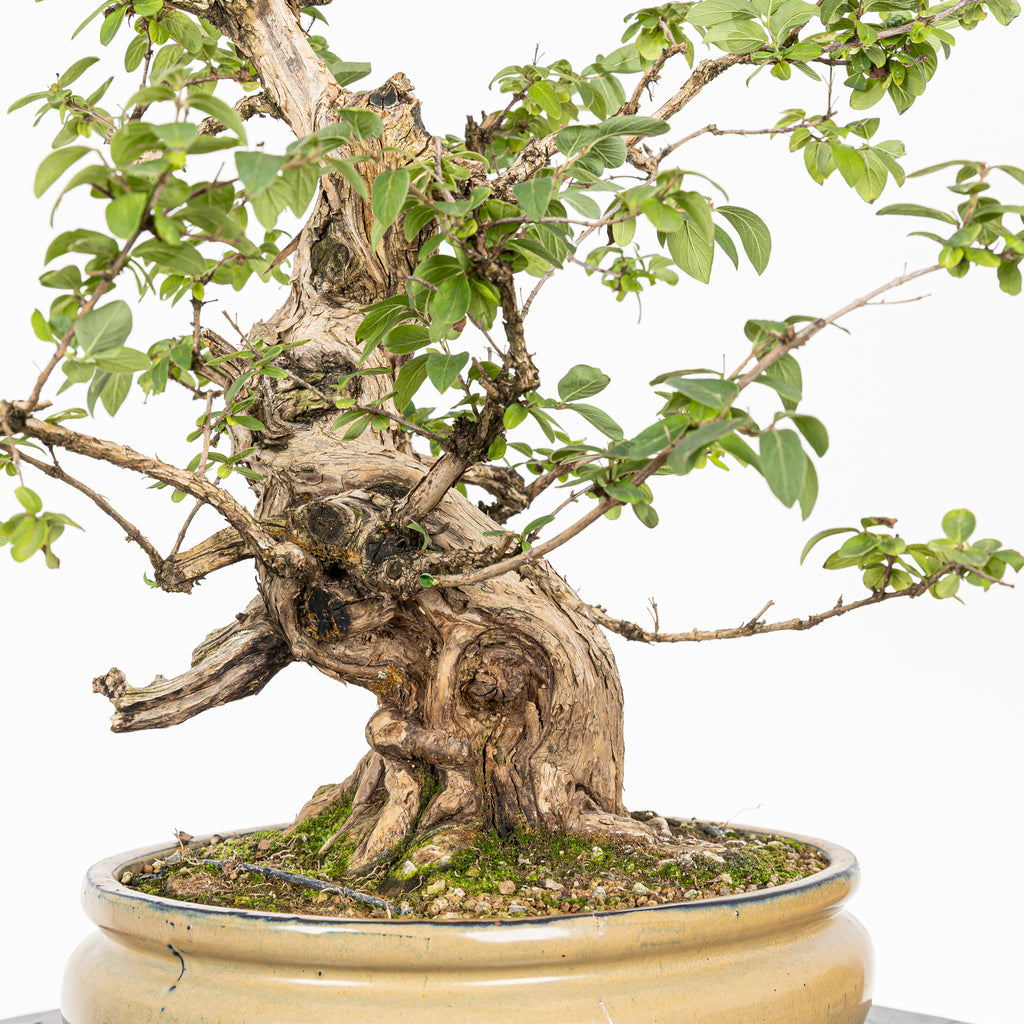 Bonsái- Madre Selva (Lonicera japonica.) - LJ10001
