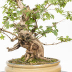 Bonsái- Madre Selva (Lonicera japonica.) - LJ10001