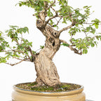 Bonsái- Madre Selva (Lonicera japonica.) - LJ10001