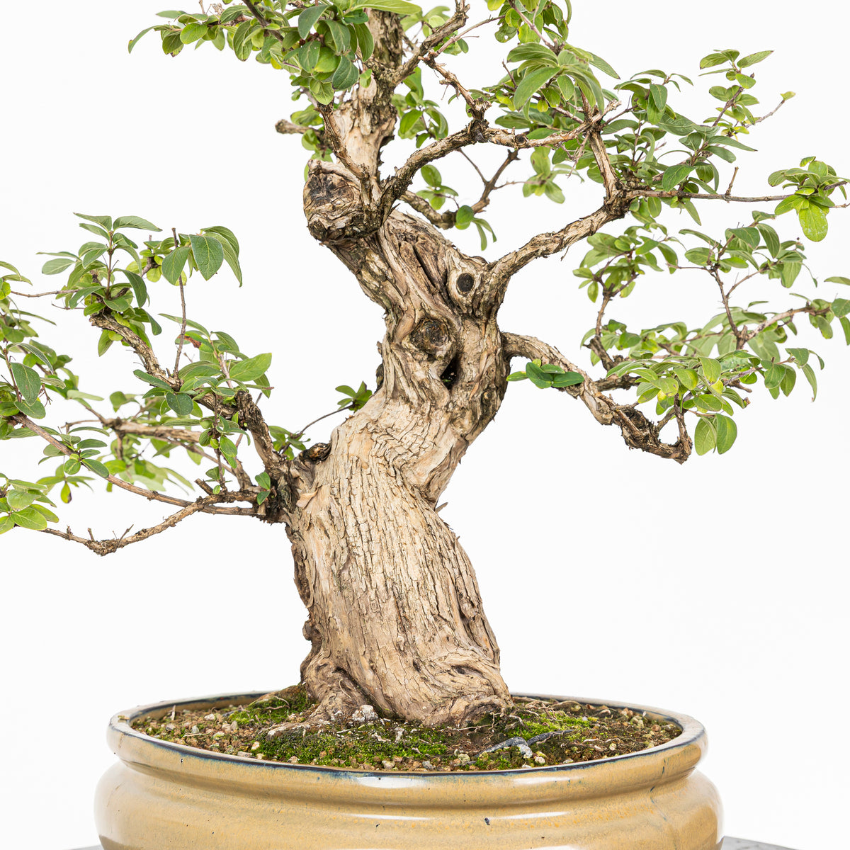 Bonsái- Madre Selva (Lonicera japonica.) - LJ10001