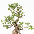 Bonsái- Madre Selva (Lonicera japonica.) - LJ10001