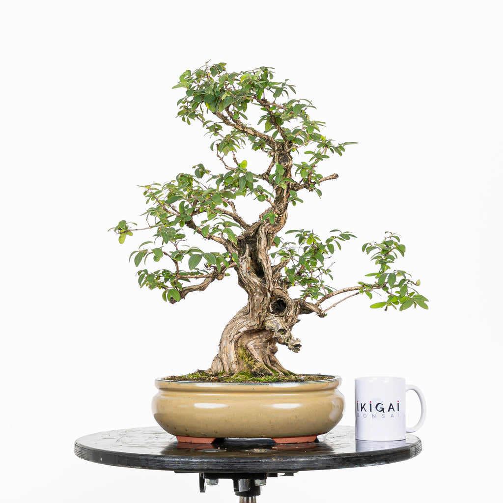 Bonsái- Madre Selva (Lonicera japonica.) - LJ10001