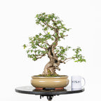 Bonsái- Madre Selva (Lonicera japonica.) - LJ10001