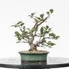 MALUS SP.