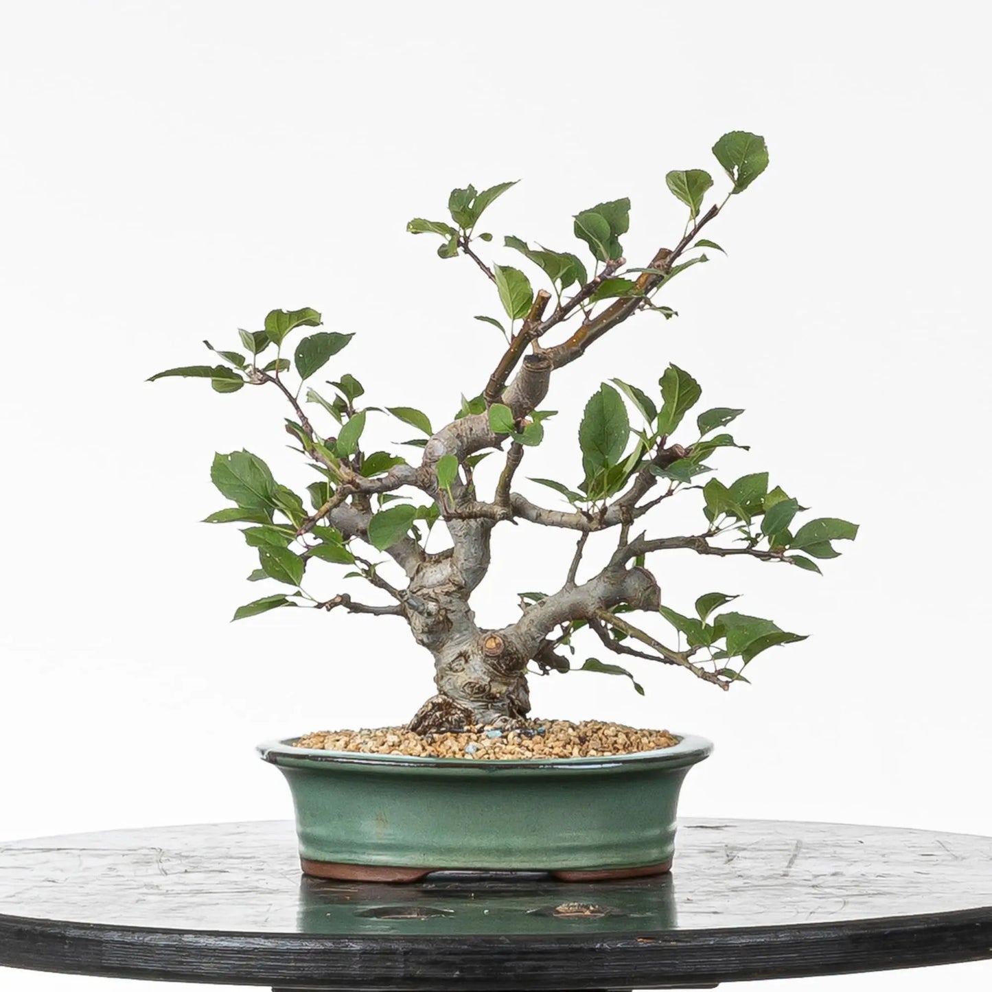 Bonsai shohin de manzano