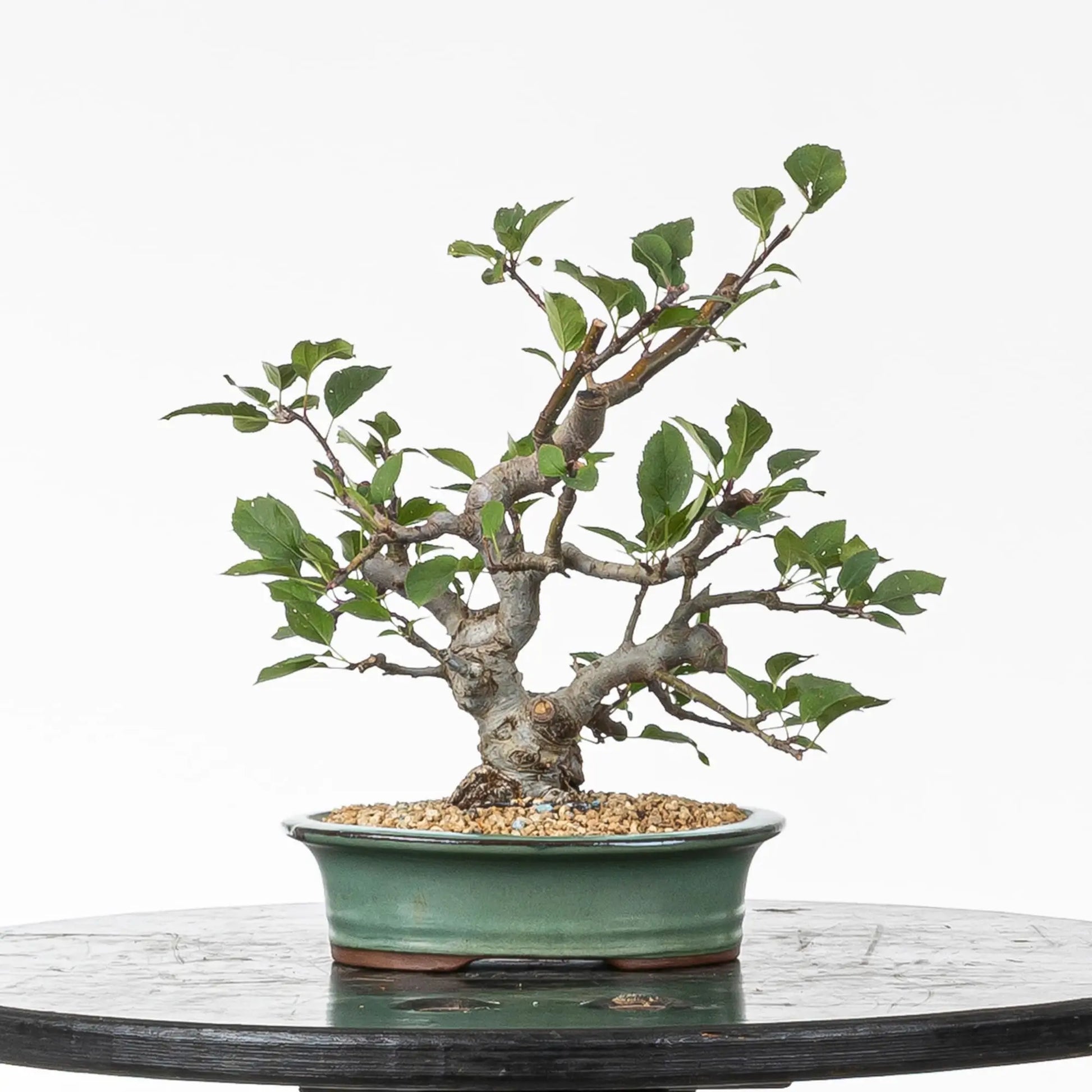 Bonsai shohin de manzano