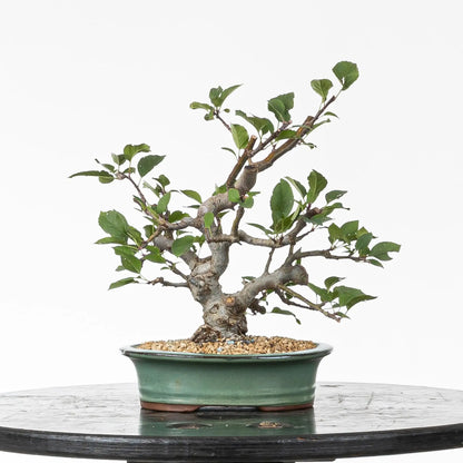 Bonsai shohin de manzano